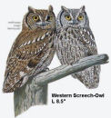 Western Screech Owl