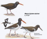 Black Oystercatcher