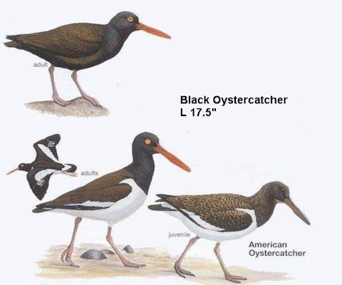 Black Oystercatcher