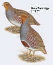 Gray Partridge