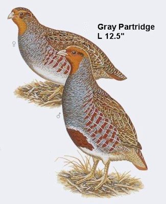 Gray Partridge