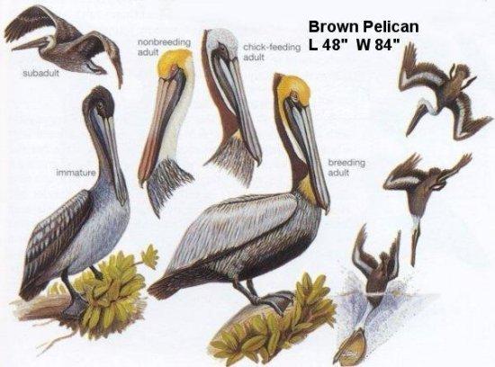 Brown Pelican