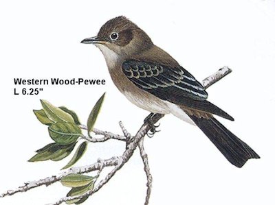 Western Wood-Pewee