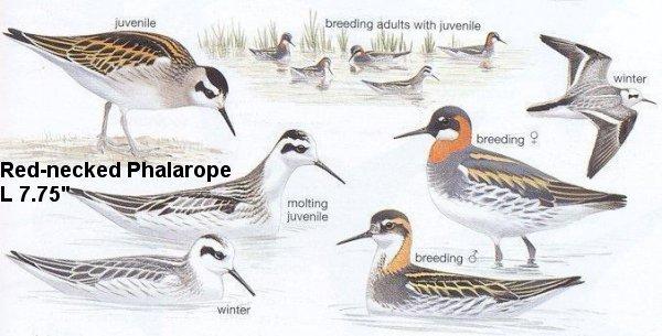 Red-necked Phalarope