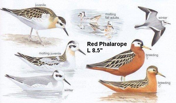 Oregon Birds -- Phalarope