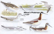 Wilson's Phalarope