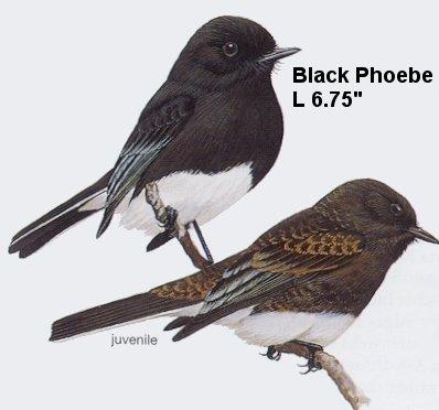Black Phoebe
