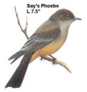 Say's Phoebe