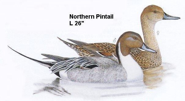 Northern Pintail