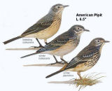 American Pipit