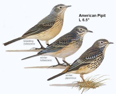 American Pipit 