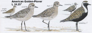 American Golden-Plover