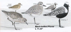 Black-bellied Plover