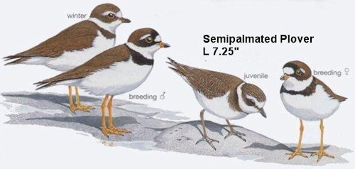 Semipalmated Plover