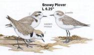 Snowy Plover