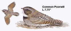 Common Poorwill