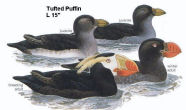 Tufted Puffin