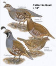 Mountain Quail