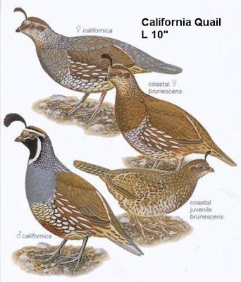 California Quail