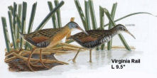 Virginia Rail