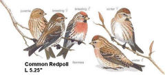 Common Redpoll