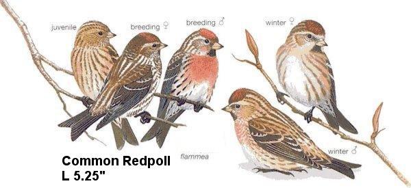 Common Redpoll