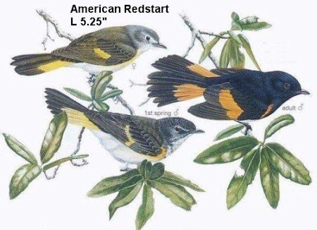 American Redstart