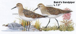 Bairds Sandpiper