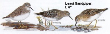 Least Sandpiper