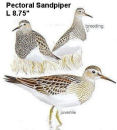 Pectoral Sandpiper