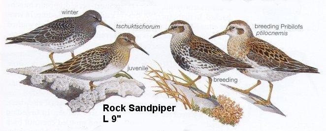 Rock Sandpiper