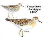 Sharp-tailed Sandpiper