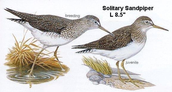 Solitary Sandpiper