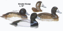 Greater Scaup