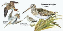 Common Snipe