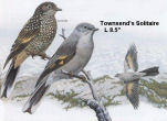 Townsend's Solitaire