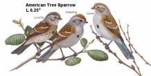 American Tree Sparrow