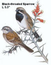 Black-throated Sparrow