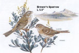 Brewer's Sparrow
