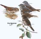 Fox Sparrow