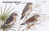 Grasshopper Sparrow