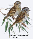 Lincolns Sparrow