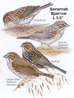 Savannah Sparrow