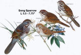 Song Sparrow