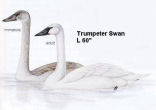 Trumpeter Swan