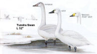 Tundra Swan