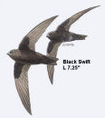 Black Swift