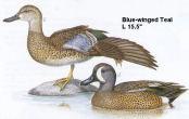 Blue-winged Teal