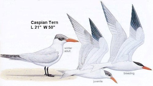 Caspian Tern