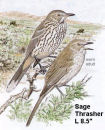 Sage Thrasher